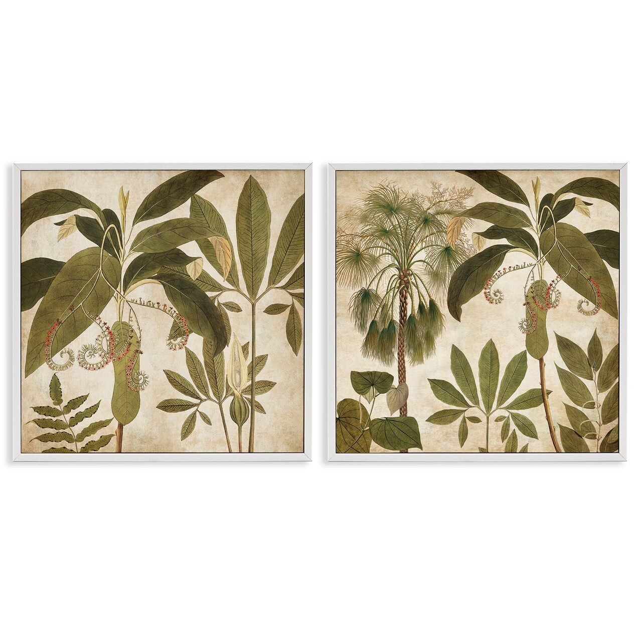 Stupell Industries Vintage Botanical Tropics 2pc Framed Giclee Wall Art Set Design by Chris Donovan